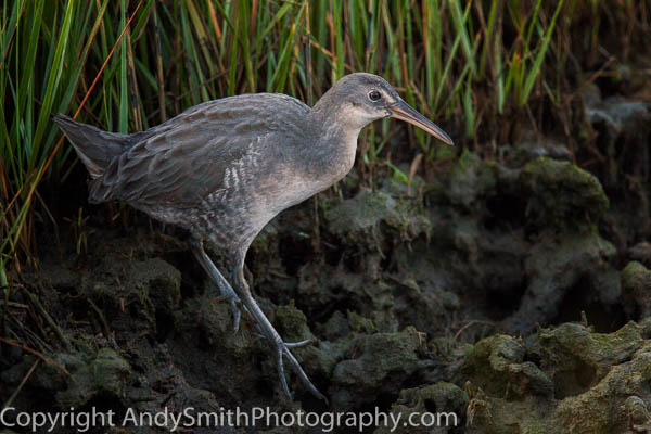 Clapper Rail Emerging from the Grass